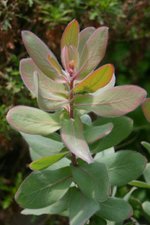 vignette Protea eximia