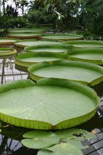 vignette Victoria amazonica et V. cruziana (derrire)