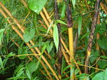 vignette Phyllostachys bambusoides 'Holochrysa'