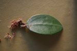 vignette Hoya parasitica