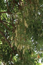 vignette Phytolacca dioica, floraison