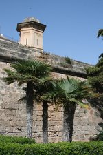 vignette trachycarpus fortunei