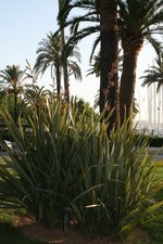 vignette phormium tenax, floraison