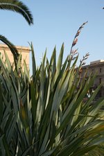 vignette phormium tenax, floraison