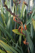 vignette phormium tenax , fleurs