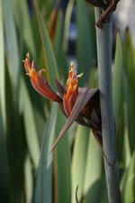 vignette phormium tenax , fleurs