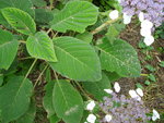 vignette hydrangea aspera ssp. robusta