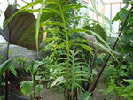 vignette Alocasia brancifolia