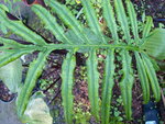 vignette Alocasia brancifolia- feuille