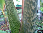 vignette Alocasia brancifolia- tige
