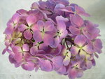 vignette Hydrangea macrophylla 'Pem Toul'