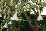 vignette brugmansia blanc