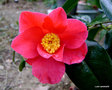 vignette Camlia ' ALAIN BARBETORTE  ' camellia japonica