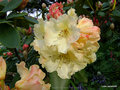vignette Rhododendron X 