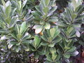 vignette Artocarpus heterophyllus