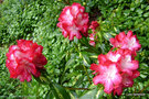 vignette Rhododendron  ' PRESIDENT ROOSEVELT '