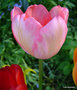 vignette Tulipe triomph 