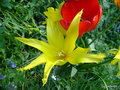 vignette Tulipe Fleurs de Lis, tulipa