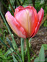 vignette Tulipe triomph 