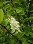 vignette Prunus padus
