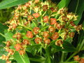 vignette Fourmis à la recherche de nectar sur Euphorbia mellifera