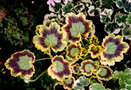 vignette Plargoniums divers