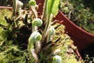 vignette phyllitis scolopendrium