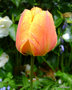 vignette Tulipe, tulipa
