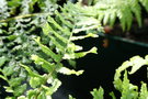 vignette dryopteris affinis 'Cristata The King'