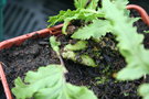vignette polypodium glycyrrhiza