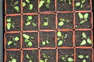 vignette wosodwardia orientalis (semis de bulbilles)