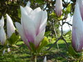 vignette Magnolia fleur blanche/rose