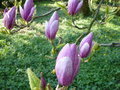 vignette Magnolia fleurs mauves