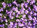 vignette Aubrietia royal