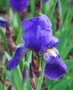 vignette Iris germanica 'Coerulea'