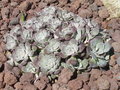 vignette sedum spathulifolium 