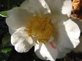 vignette Camelia japonica scented sun parfum au 20 04 09