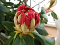 vignette rhododendron bouton fleur