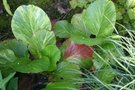 vignette Bergenia cordifolia 'Tubby Andrews'