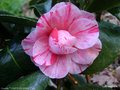 vignette Camlia ' COMTE DE GOMER ' camellia japonica