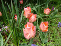 vignette Tulipes