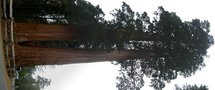 vignette Séquoia et King's Canyon