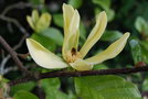 vignette Magnolia 'Ultimate Yellow'