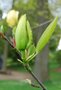 vignette Magnolia 'Hot Flash'   (M. x brooklynensis 'Woodsman' x M. 'Elizabeth')