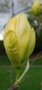 vignette Magnolia 'Hot Flash'   (M. x brooklynensis 'Woodsman' x M. 'Elizabeth')