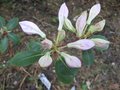 vignette Rhododendron cinnabarinum georges johnstone boutons au 22 04 09