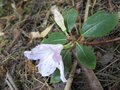 vignette Rhododendron cinnabarinum blanc  au 22 04 09