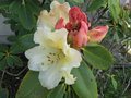 vignette Rhododendron Horizon monarch au 22 04 09