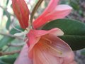 vignette Rhododendron cinnabarinum revlon au 22 04 09