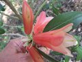 vignette Rhododendron cinnabarinum revlon2 au 22 04 09